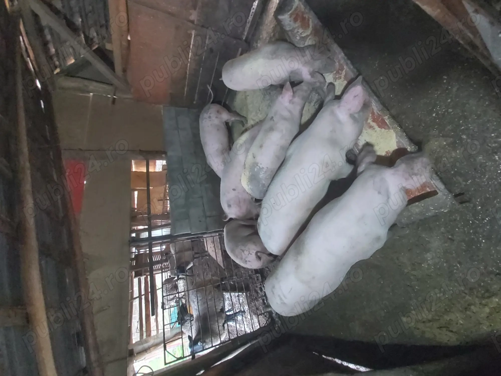 Vând porci grași  !!!