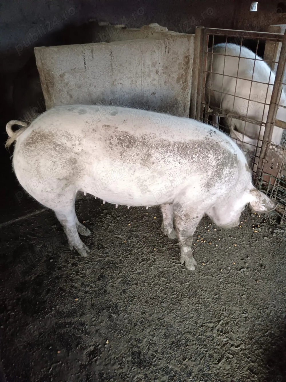 Vând purcea aproximativ 140 kg 