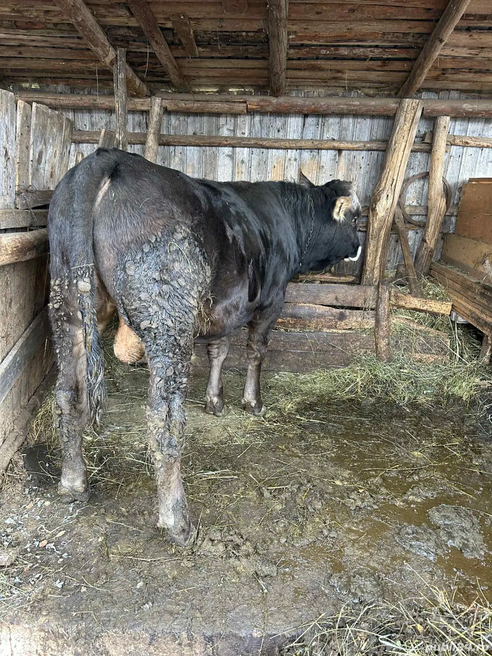 vând jumătate de vițel 