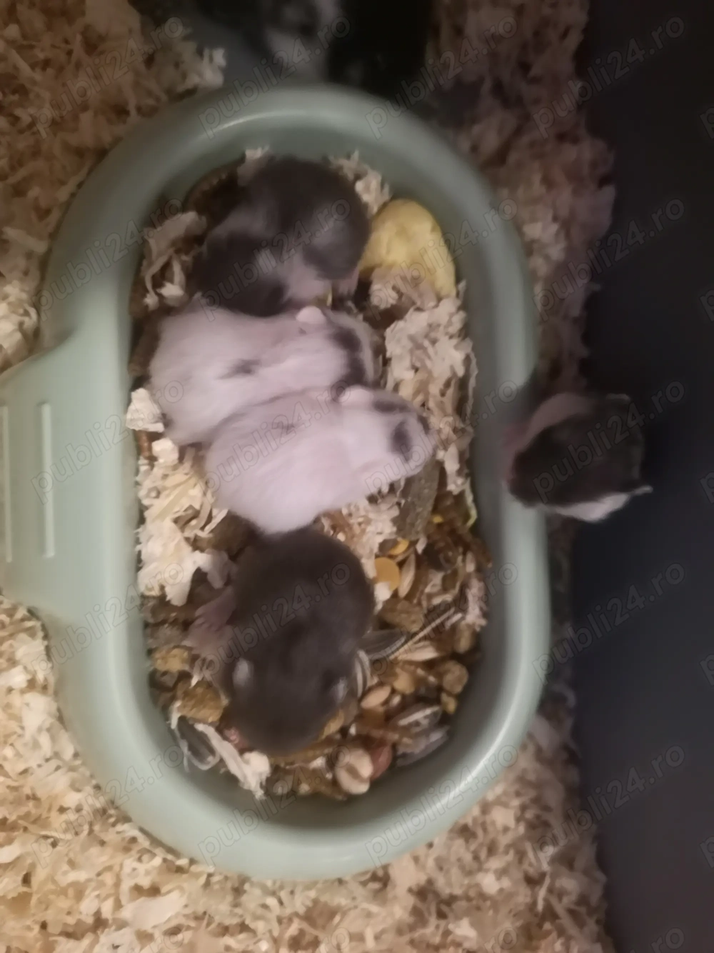 Hamsteri pitici de vanzare