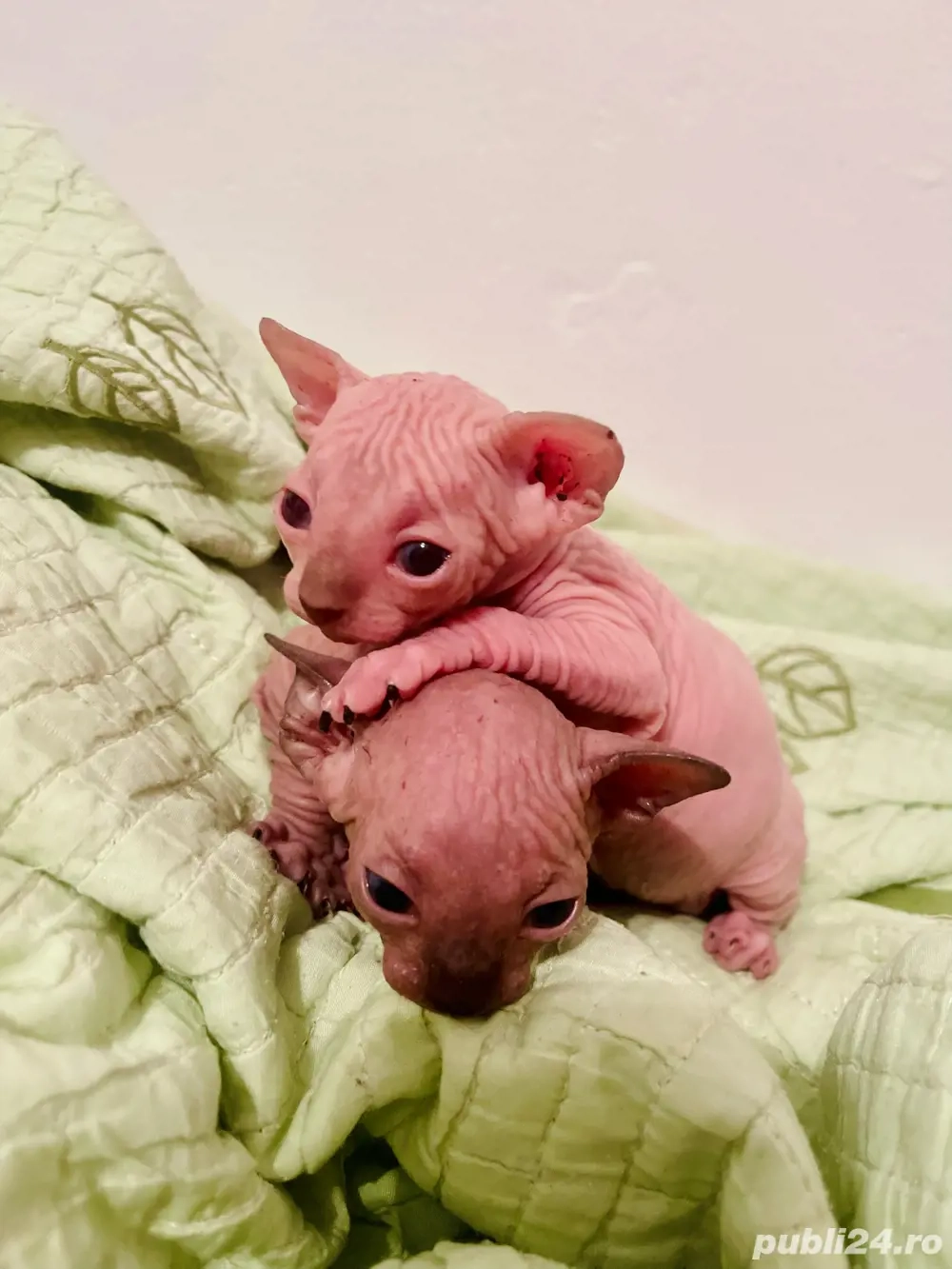 Motanei si pisicute Sphynx Sfinx