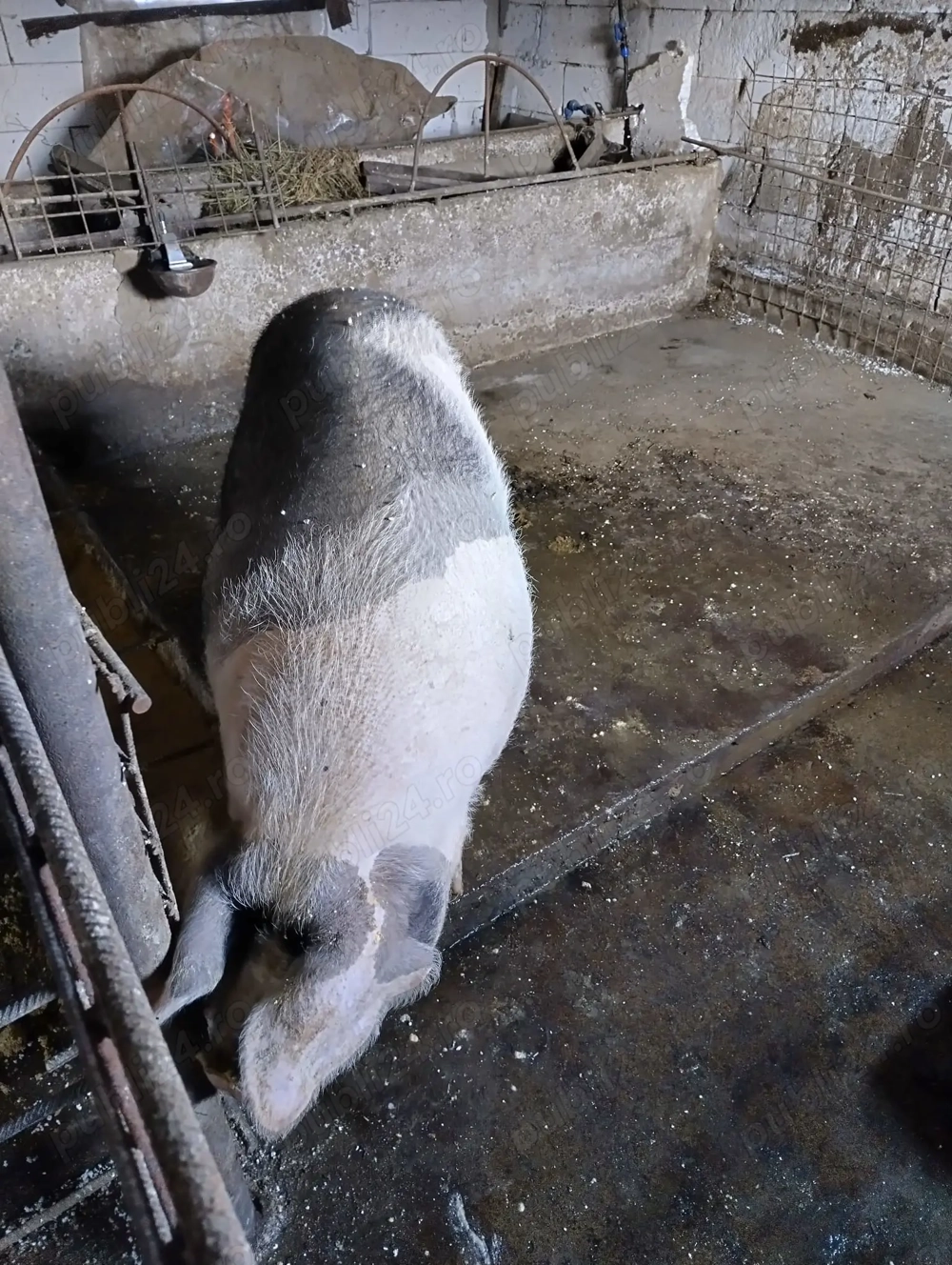 Scroafa de vanzare-pt taiat