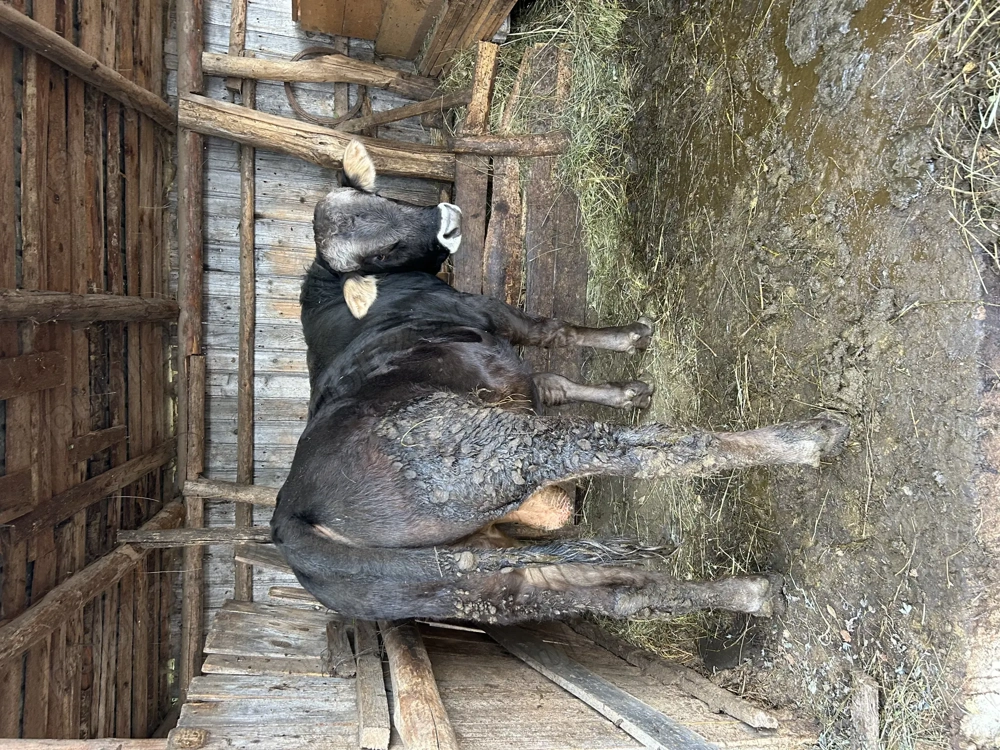 Vând jumătate vițel carcasă .si un porc de 160 180kg! 