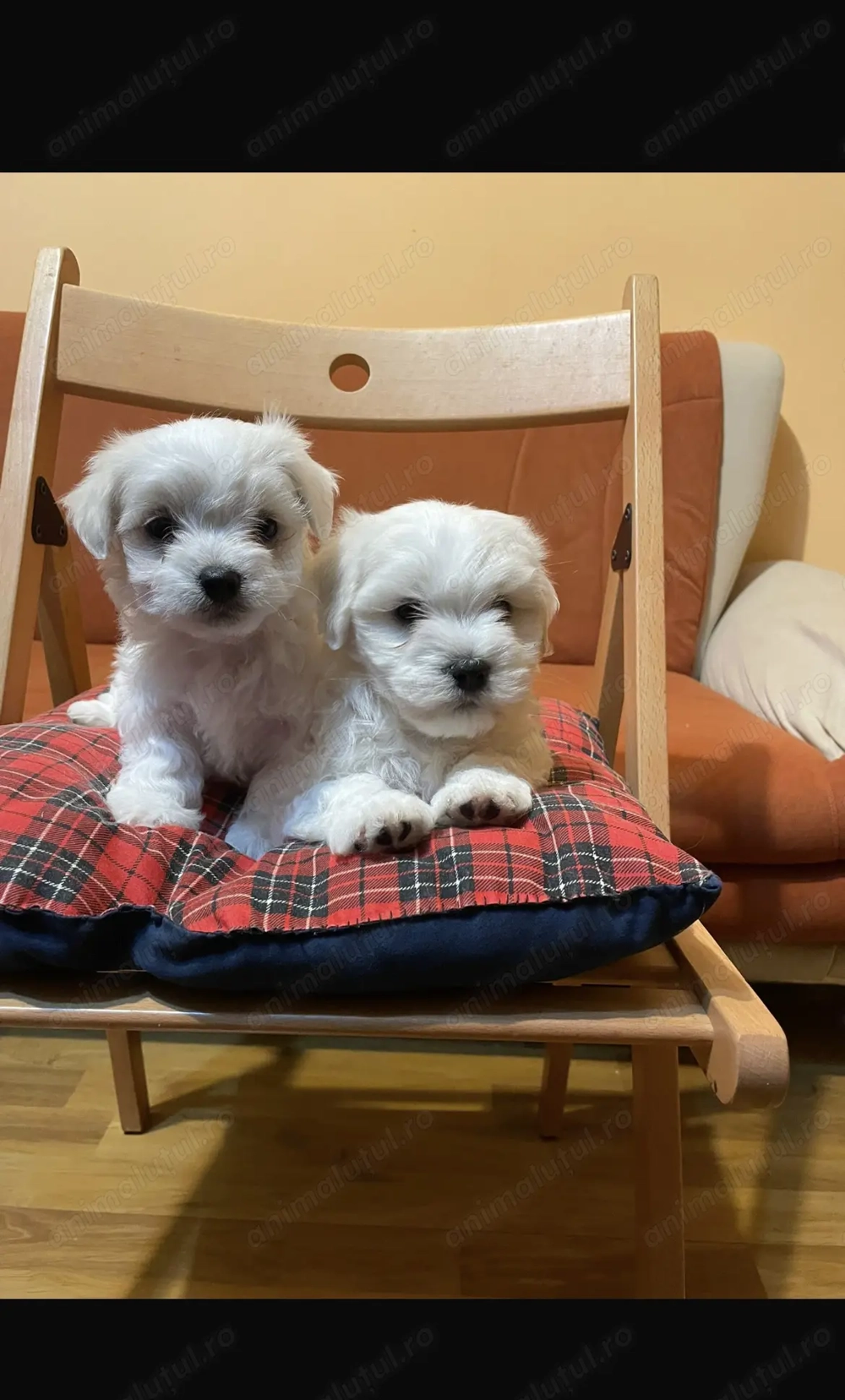 Bichon maltez - talie mica