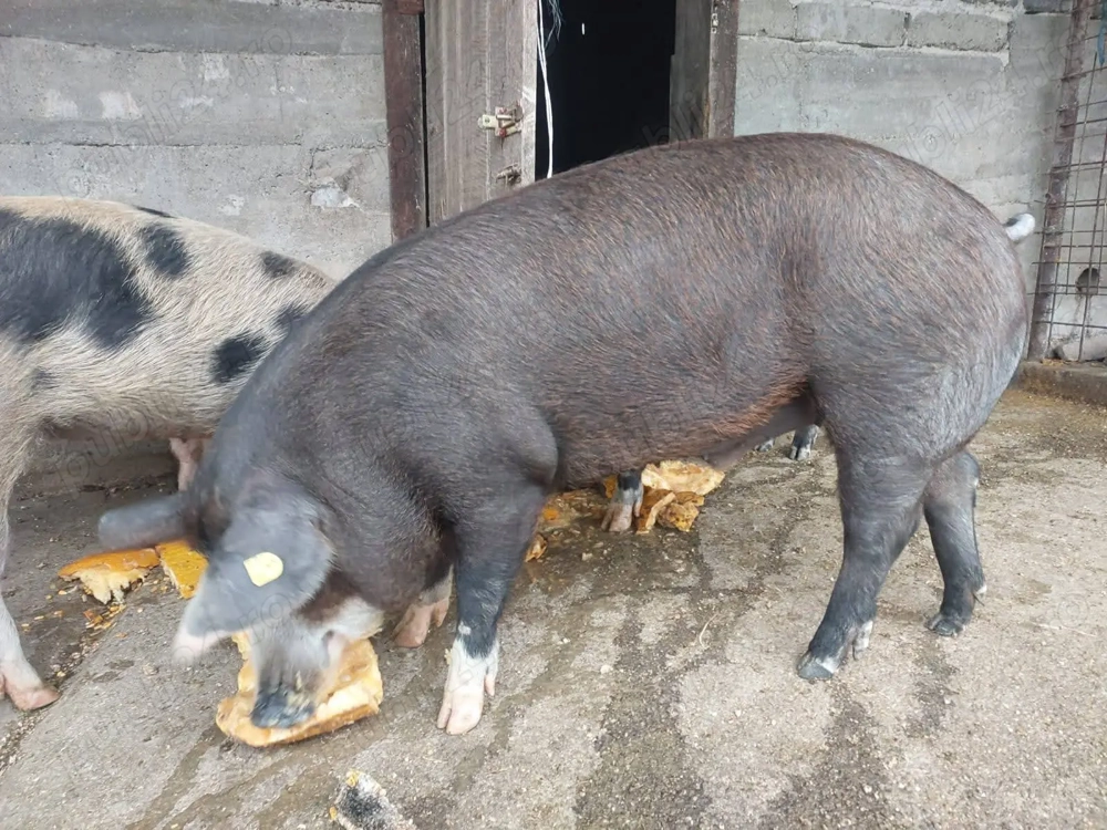 Vand porci pentru sacrificat