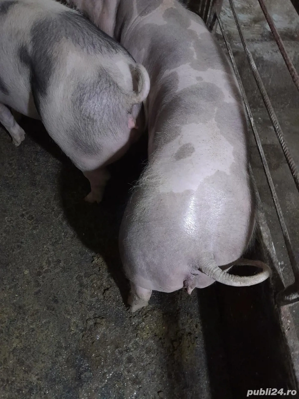 Purcei Pietrean Belgian 