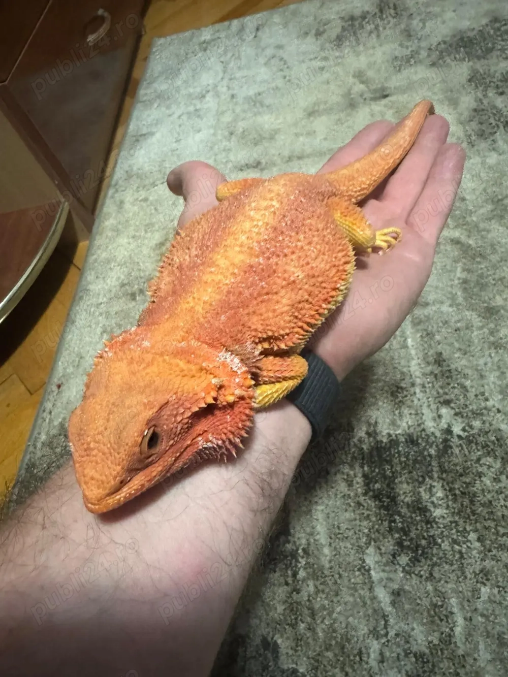 Vând Agame cu barba