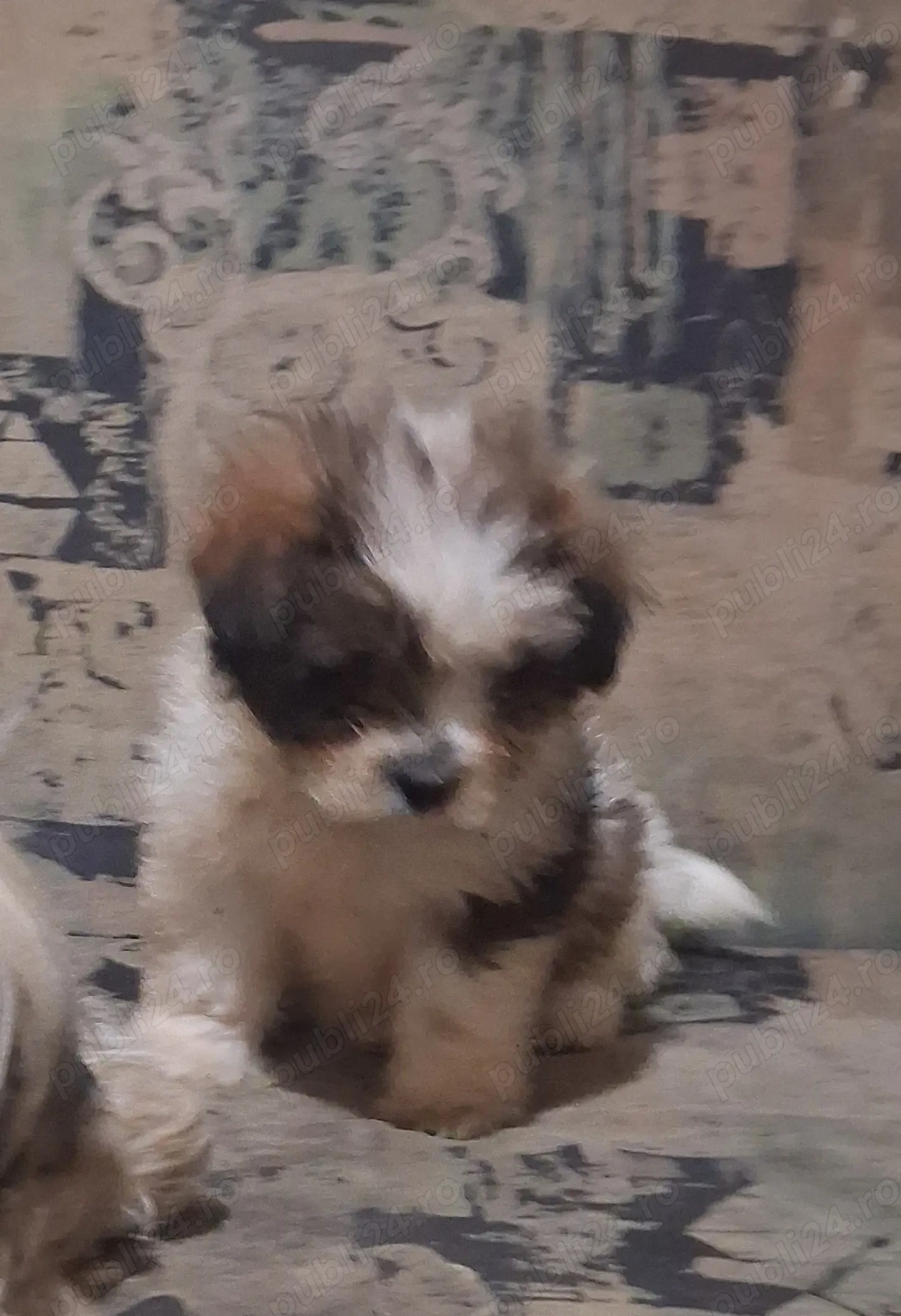Fetita si băiat shihtzu 