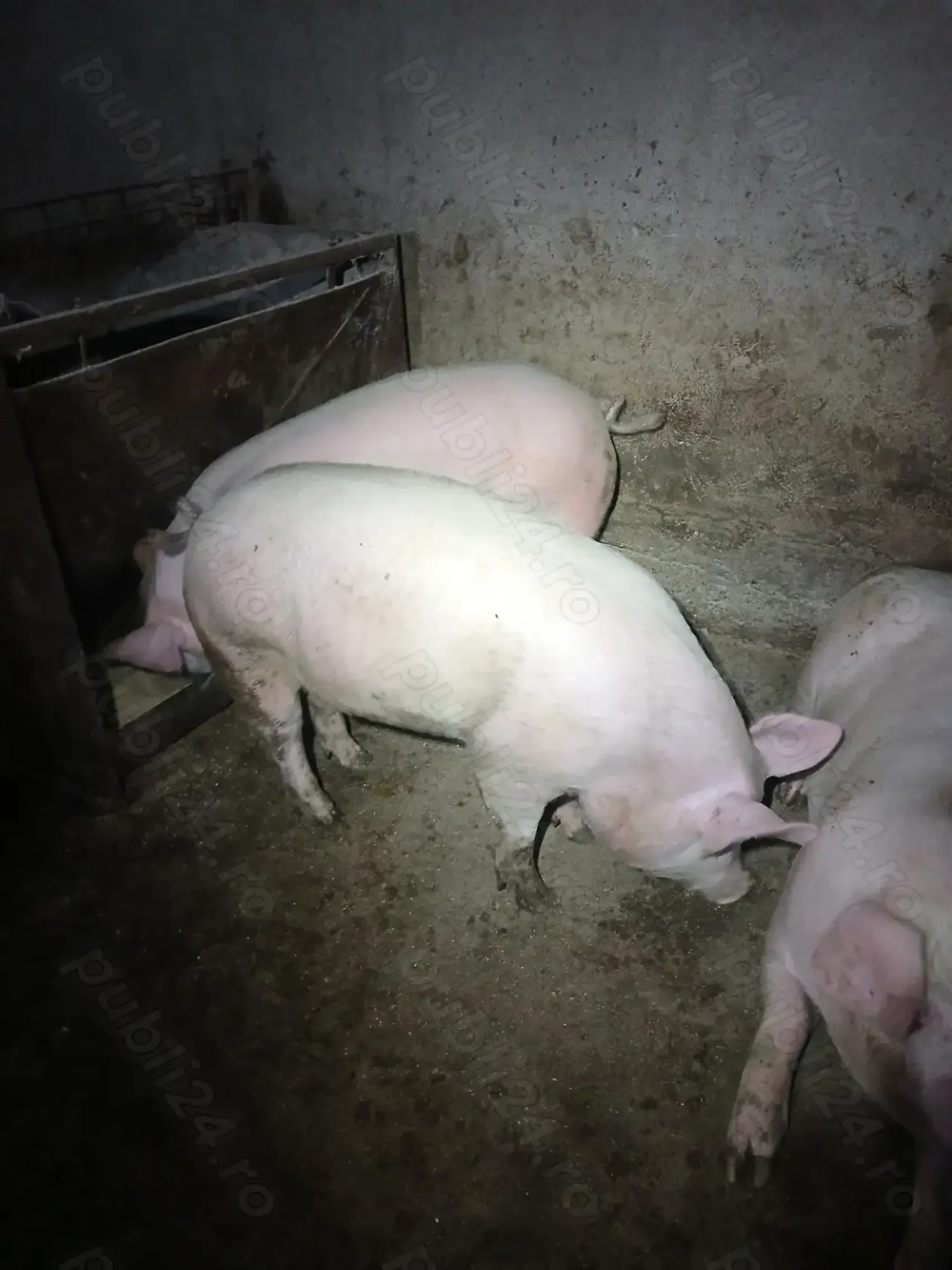 Vind porci grași și carcasă. 