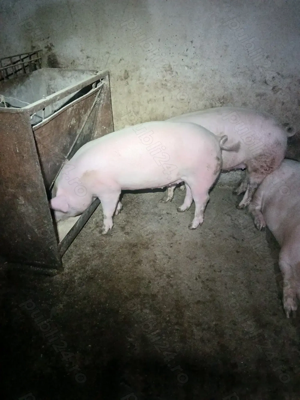 Vind porcii grași MARELE ALB  crescuți natural. 