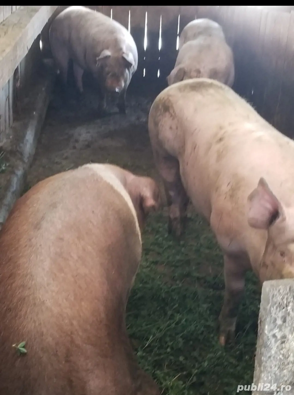 Porci grasi schimb cu orice animale