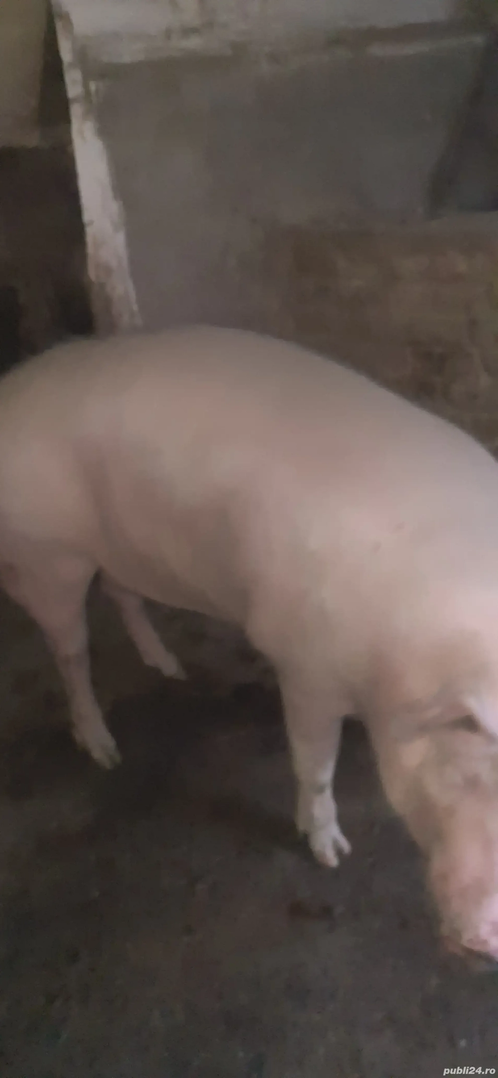 vand scroafă 1fătare 13 ron kg