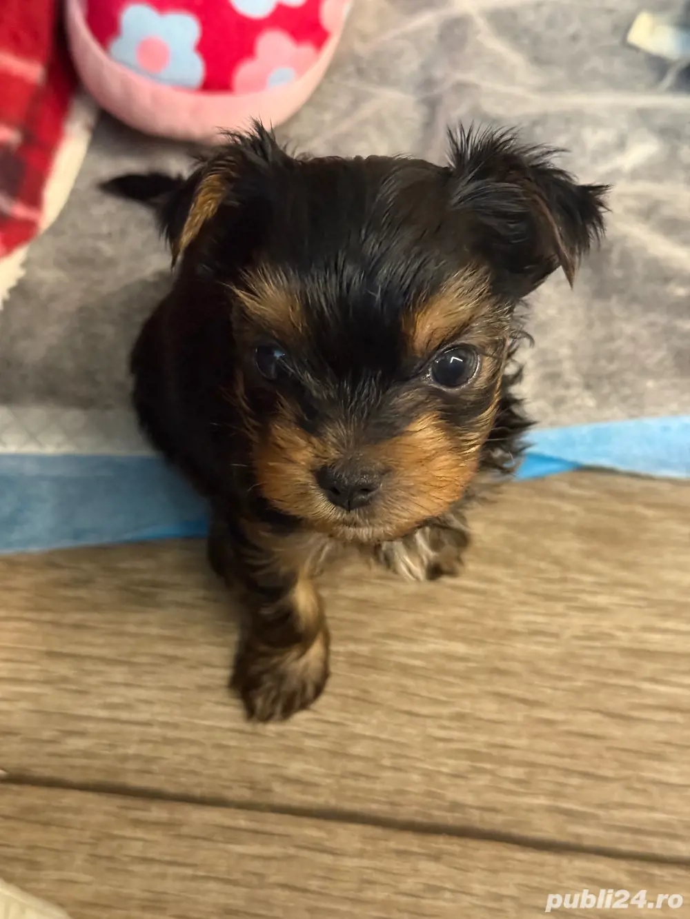 vand pui yorkshire terrier