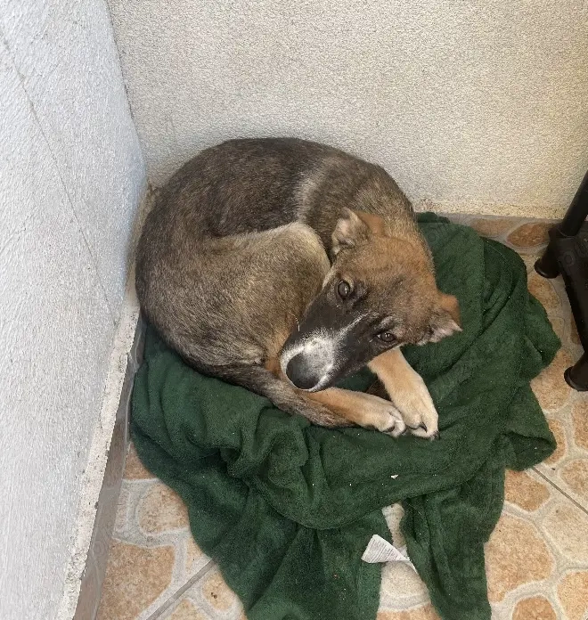 Dau spre adopție cățelușa 