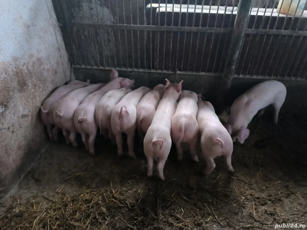 Purcei 8 săptămâni 