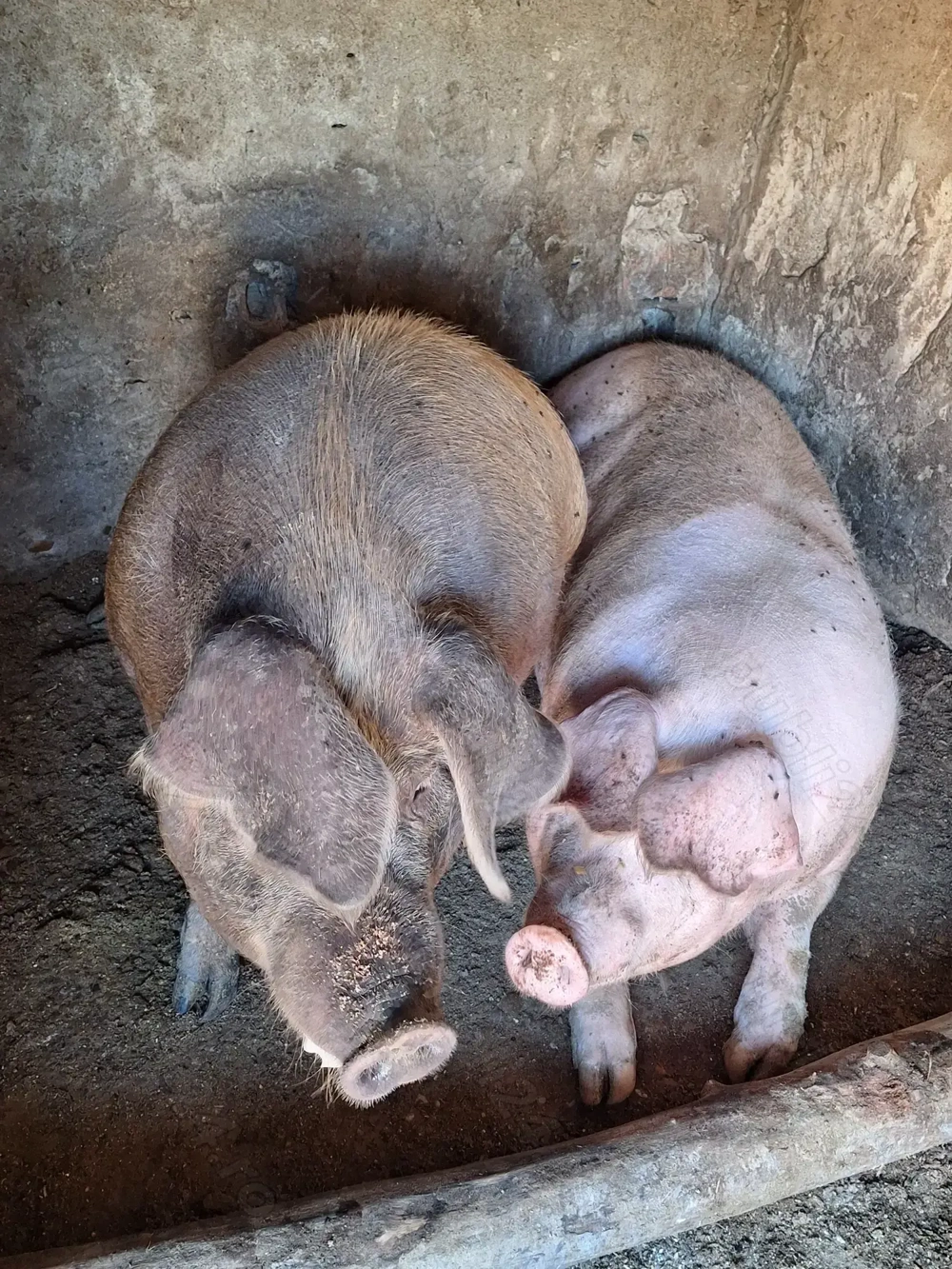 Porc  mare de vanzare