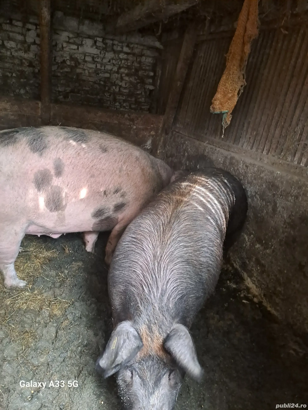 Vand porci si purcei 