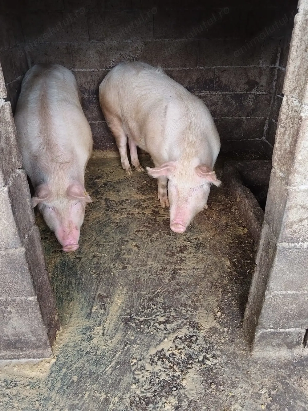 Porci de vânzare 14 Lei Kg 