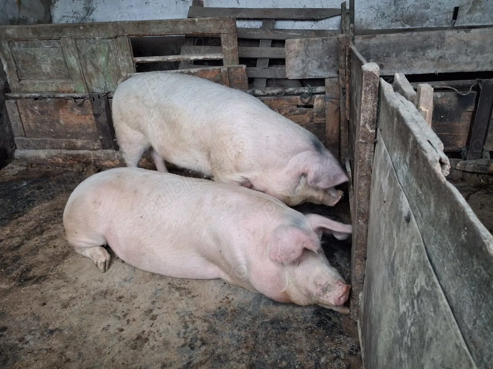 Vand porci de carne 250kg