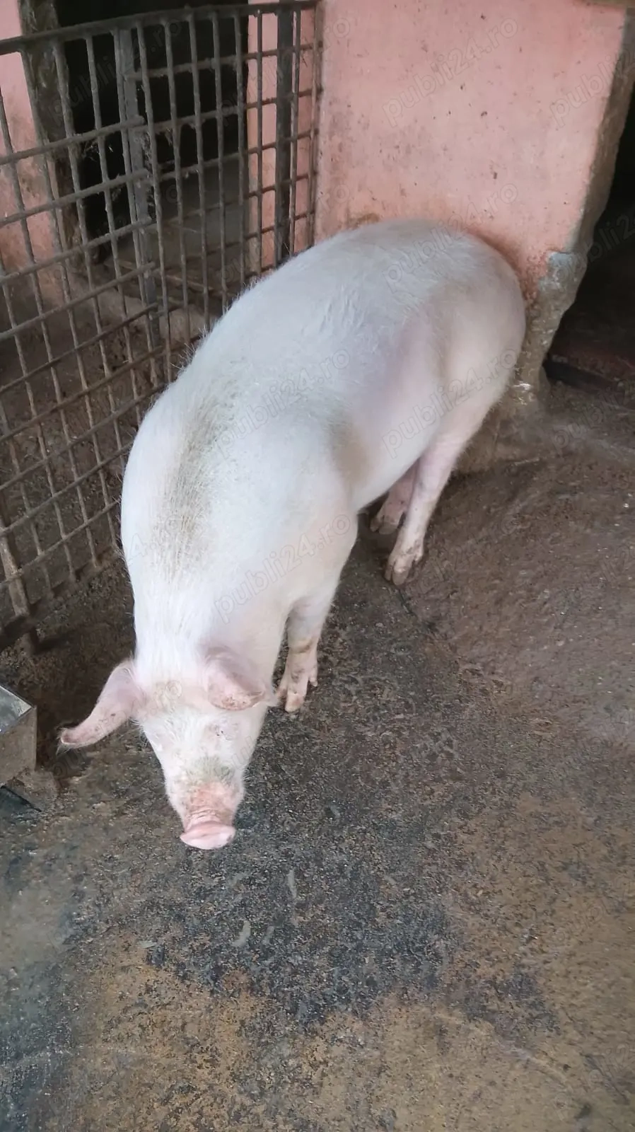 De vânzare porci crescuți natural. 