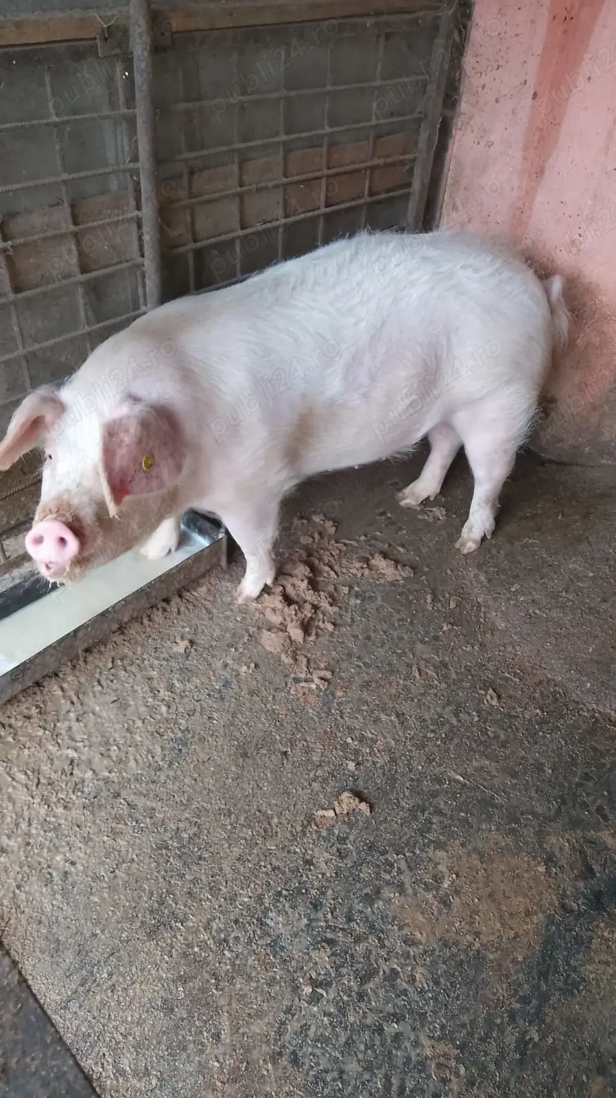 De vânzare purcea crescută natural.