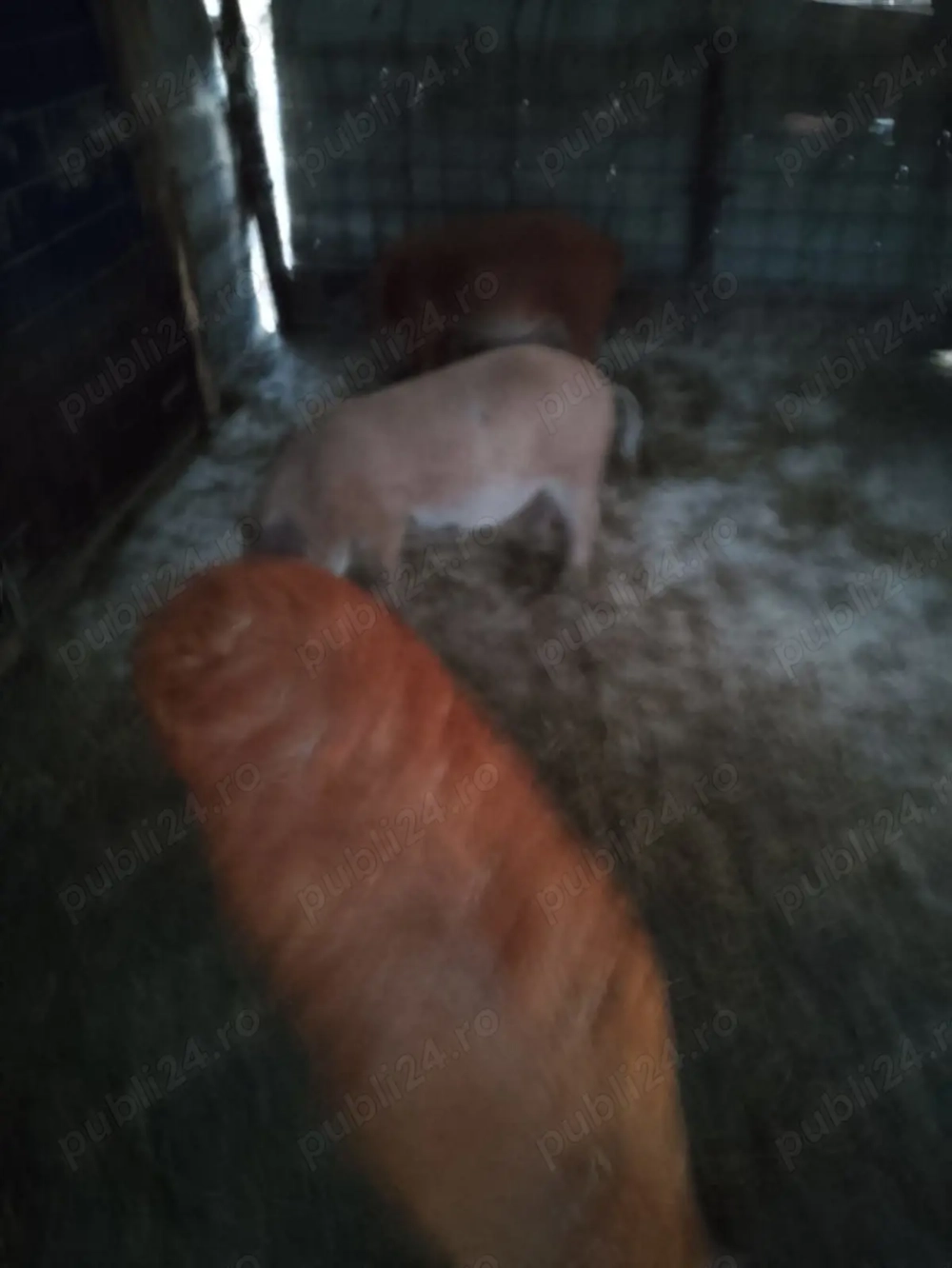 De vânzare porci mangalita și alta rasa