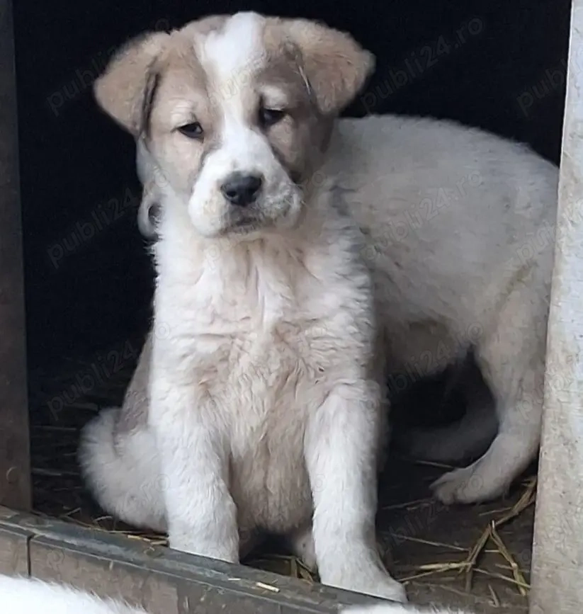 Cățel de Asia Centrală 