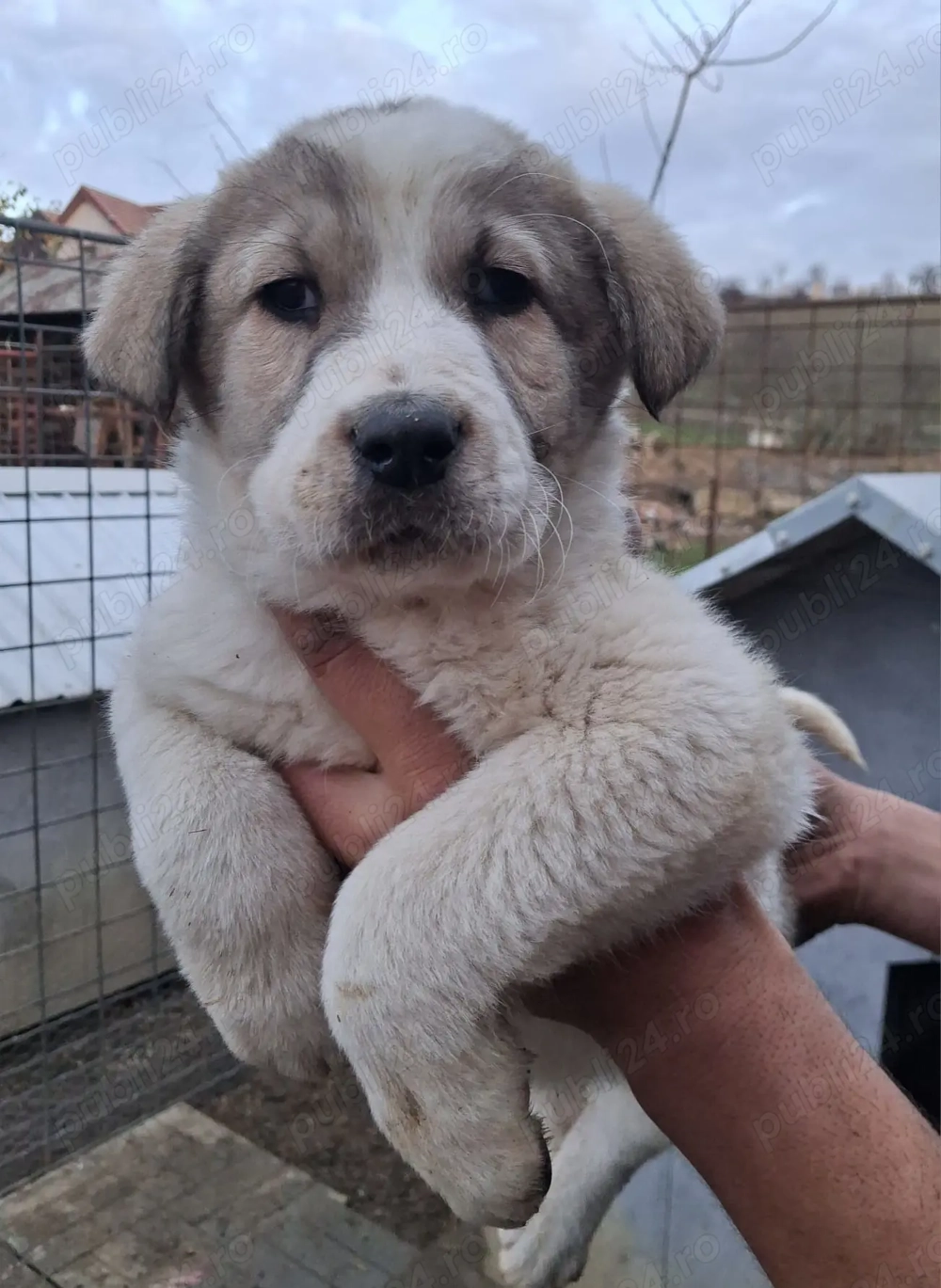 Vând căței de Asia Centrală 