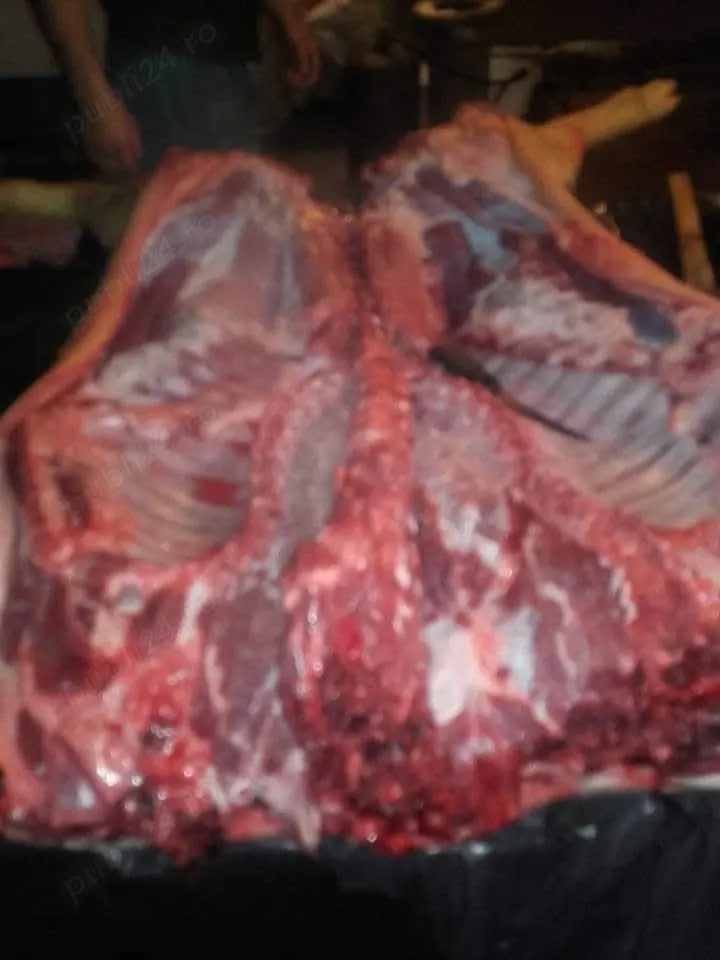 Porci rasa Mangalita pt Craciun