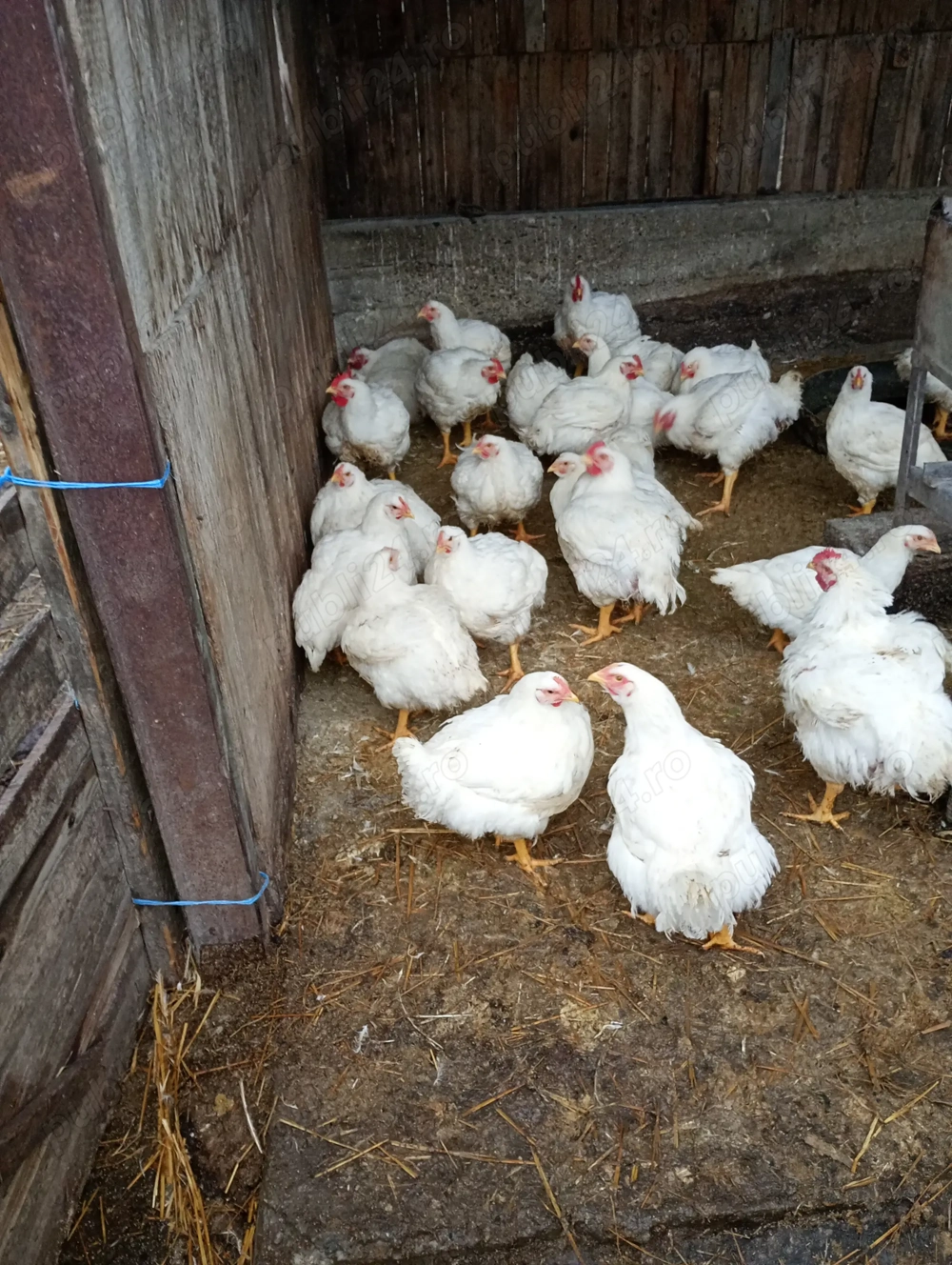 Vând pui de carne gata tăiați!