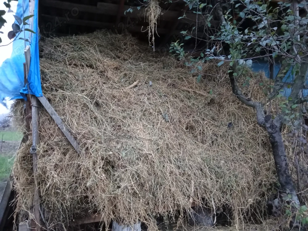 Vând lucernă uscată. 