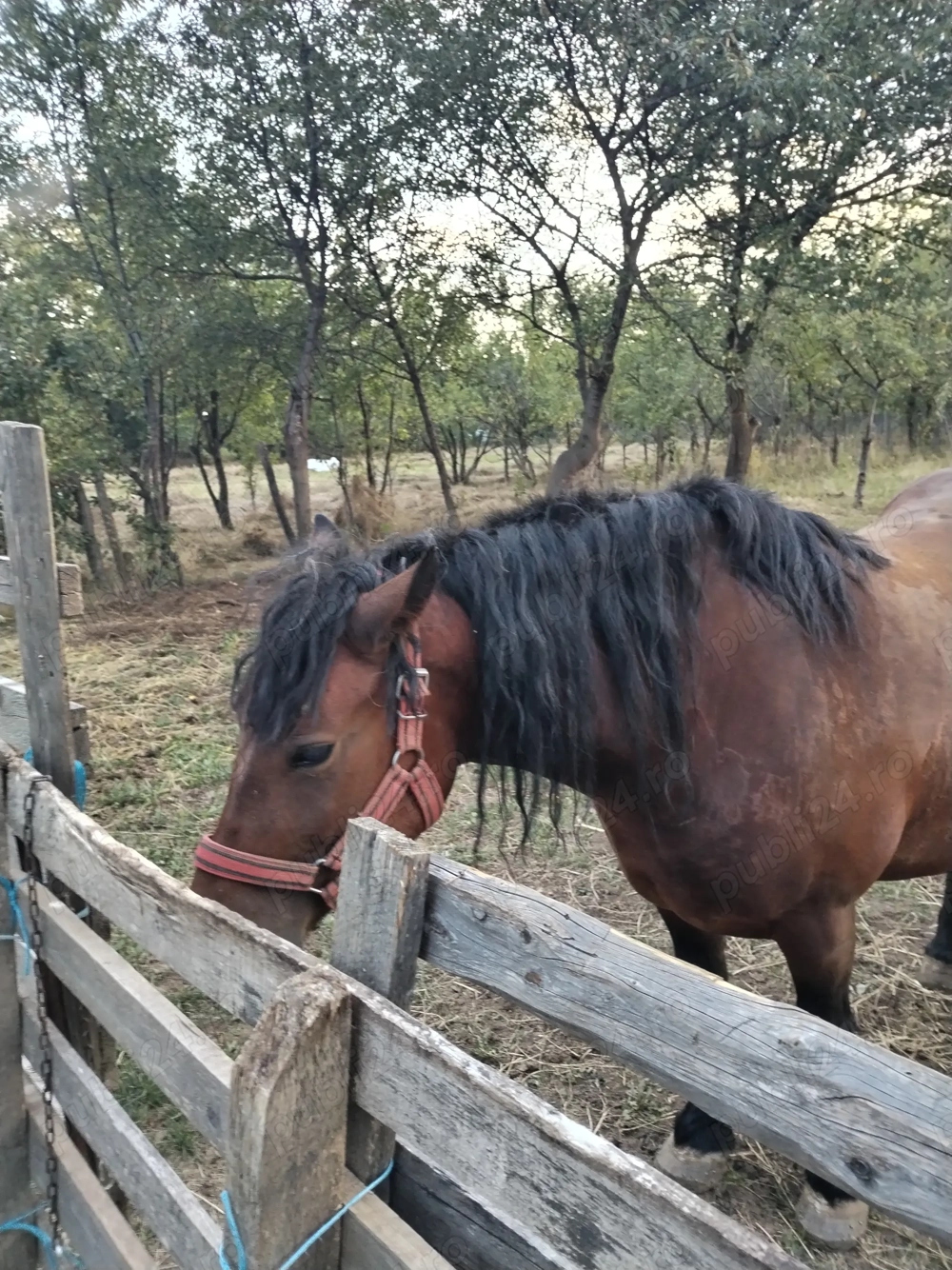 Vând iapa murga de 5 ani 