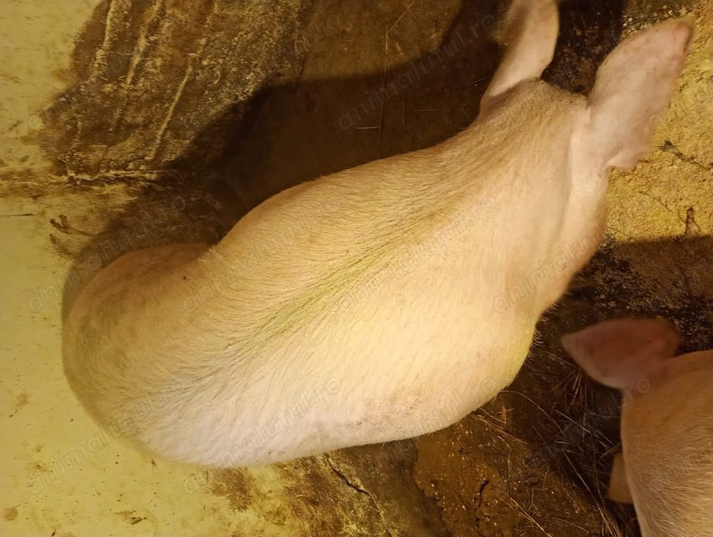 Porci vânzare Bihor 