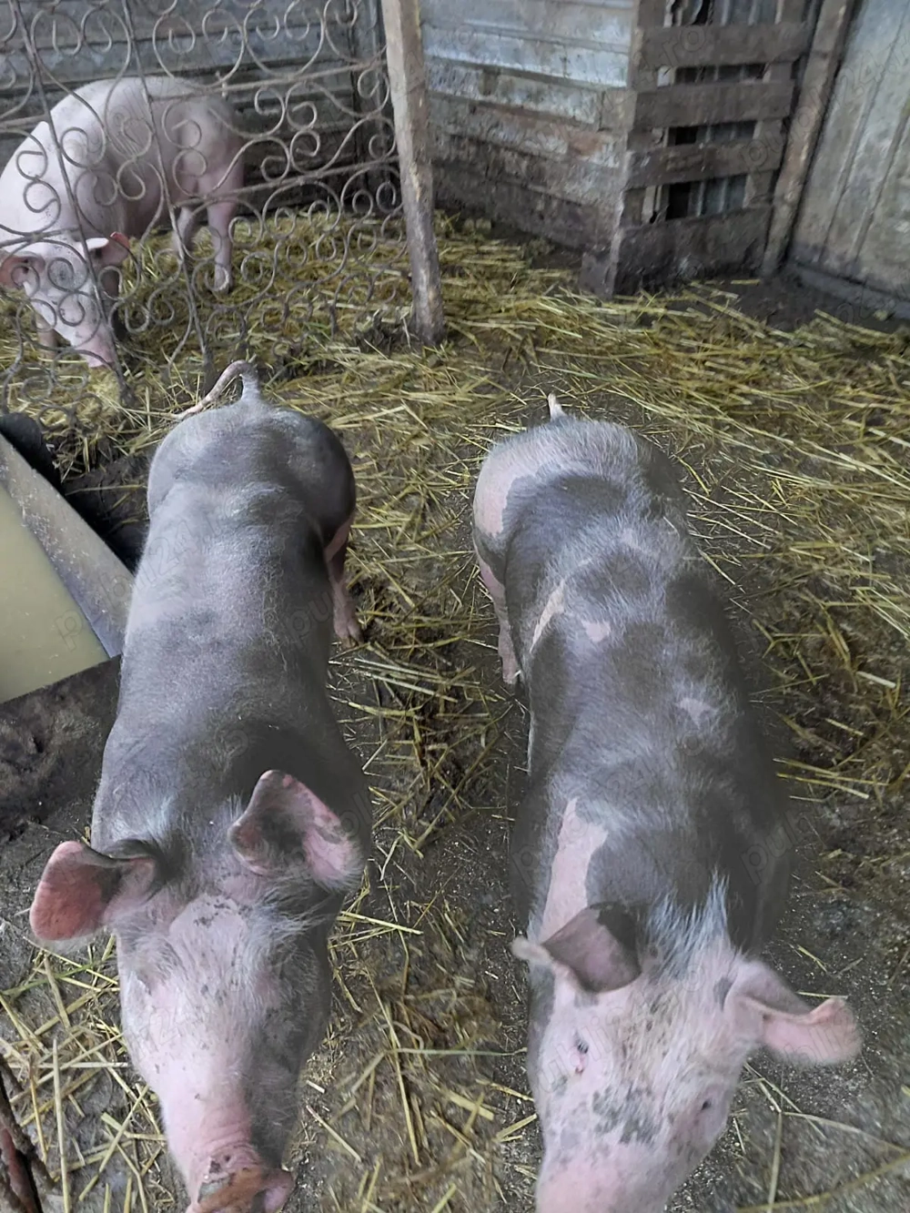 Vând purcele doua sunt de rasa