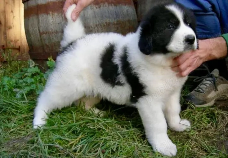 Ciobănești gratis urgent 