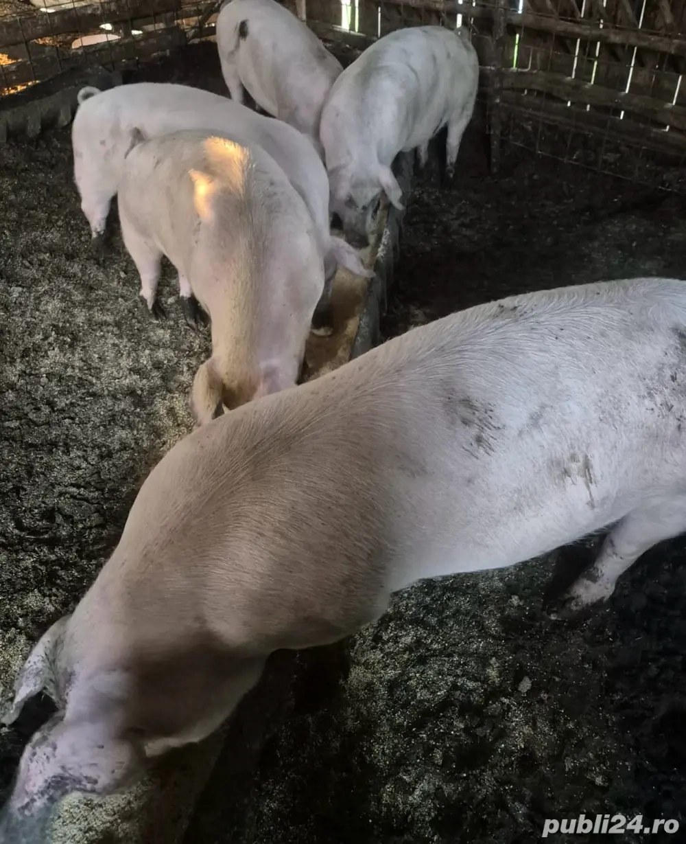 Vând porci între 90-120kg!!!