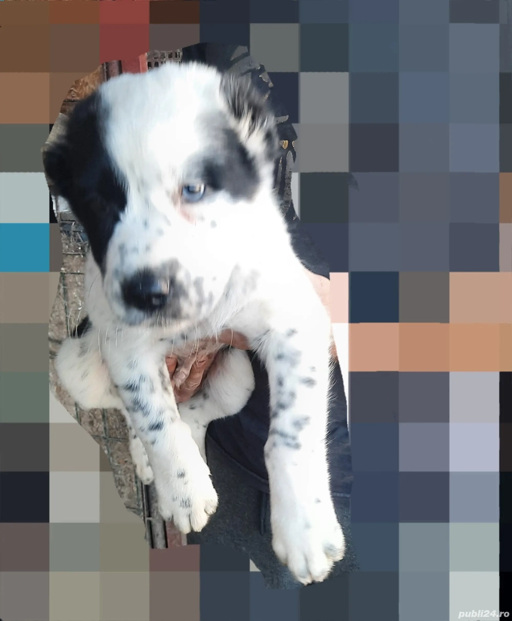 Catei si parinti ciobanesc de asia centrala