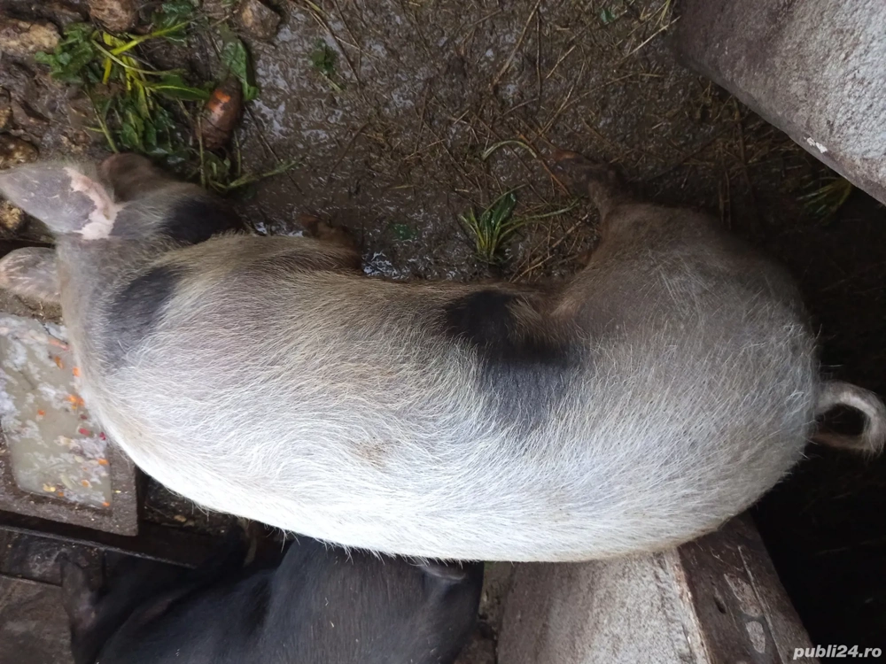 Vând porc rasă de carne 