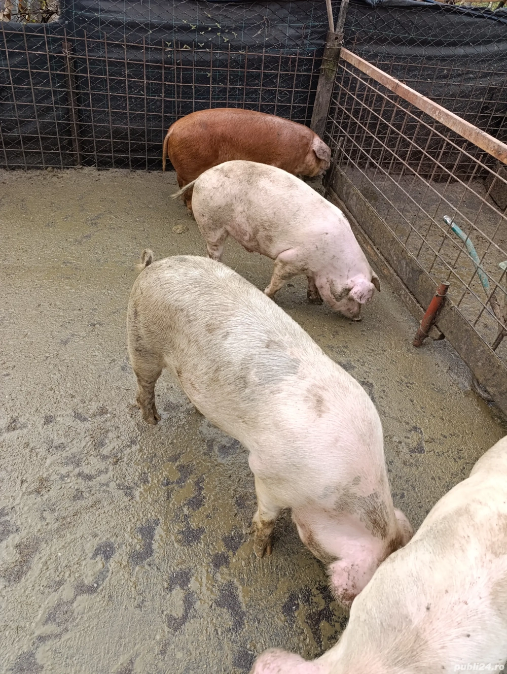 carcasa porc sau jumătăți