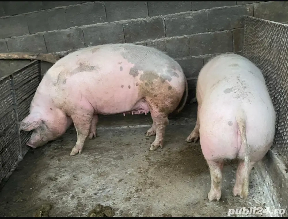 Porci de vânzare pentru Crăciun