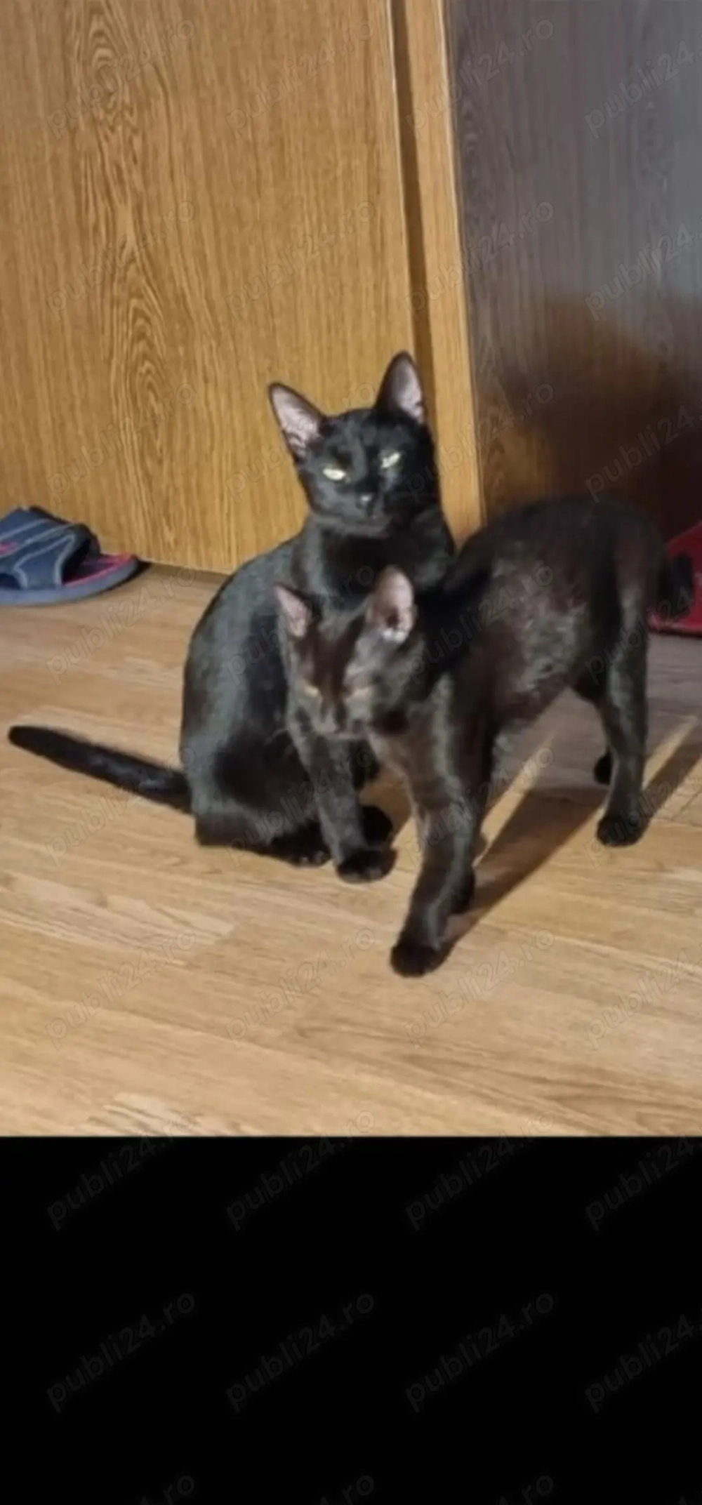 Ofer 2 pisici sterilizate, rasă comună