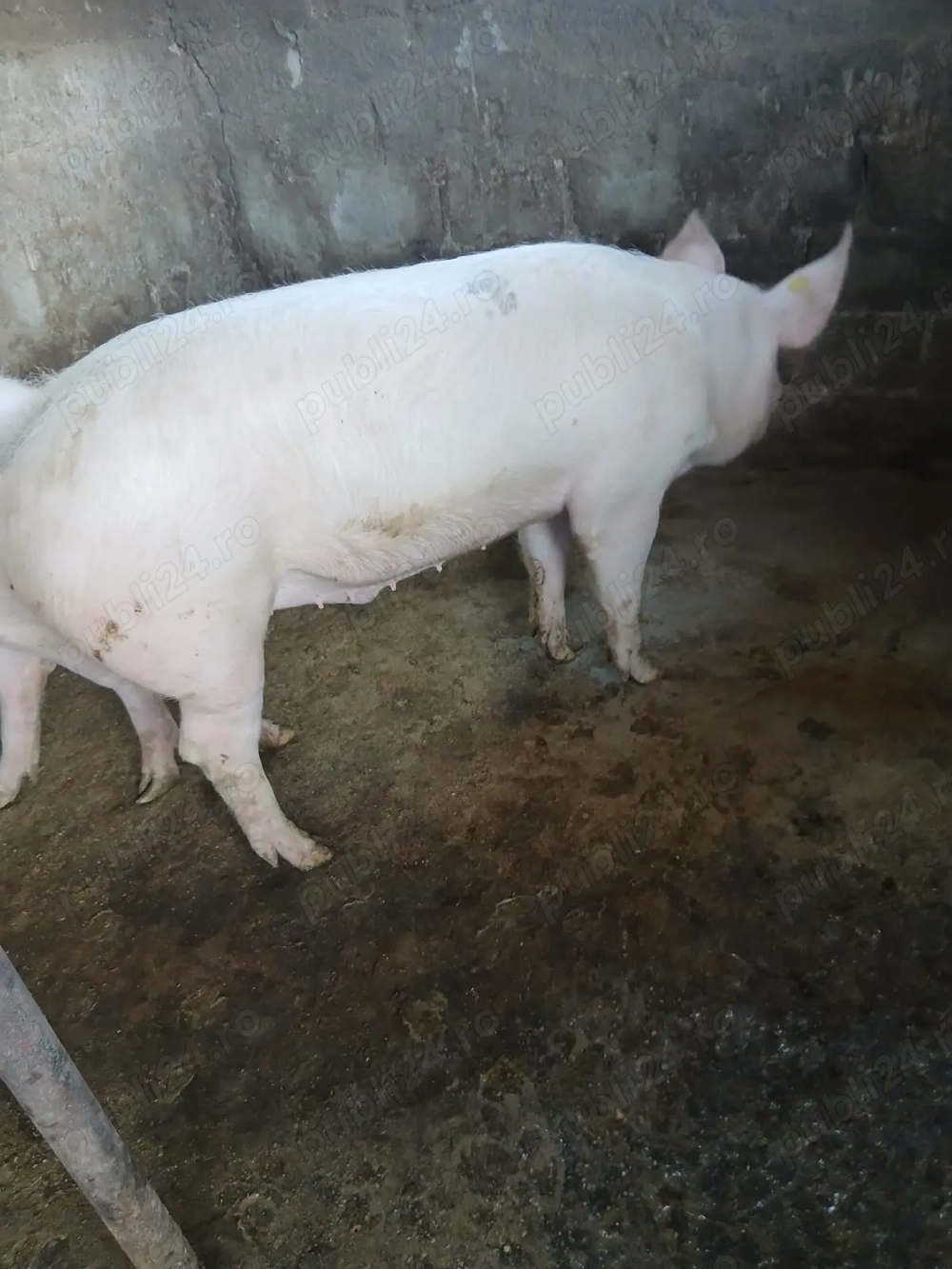 Vând porc 120-130 kg