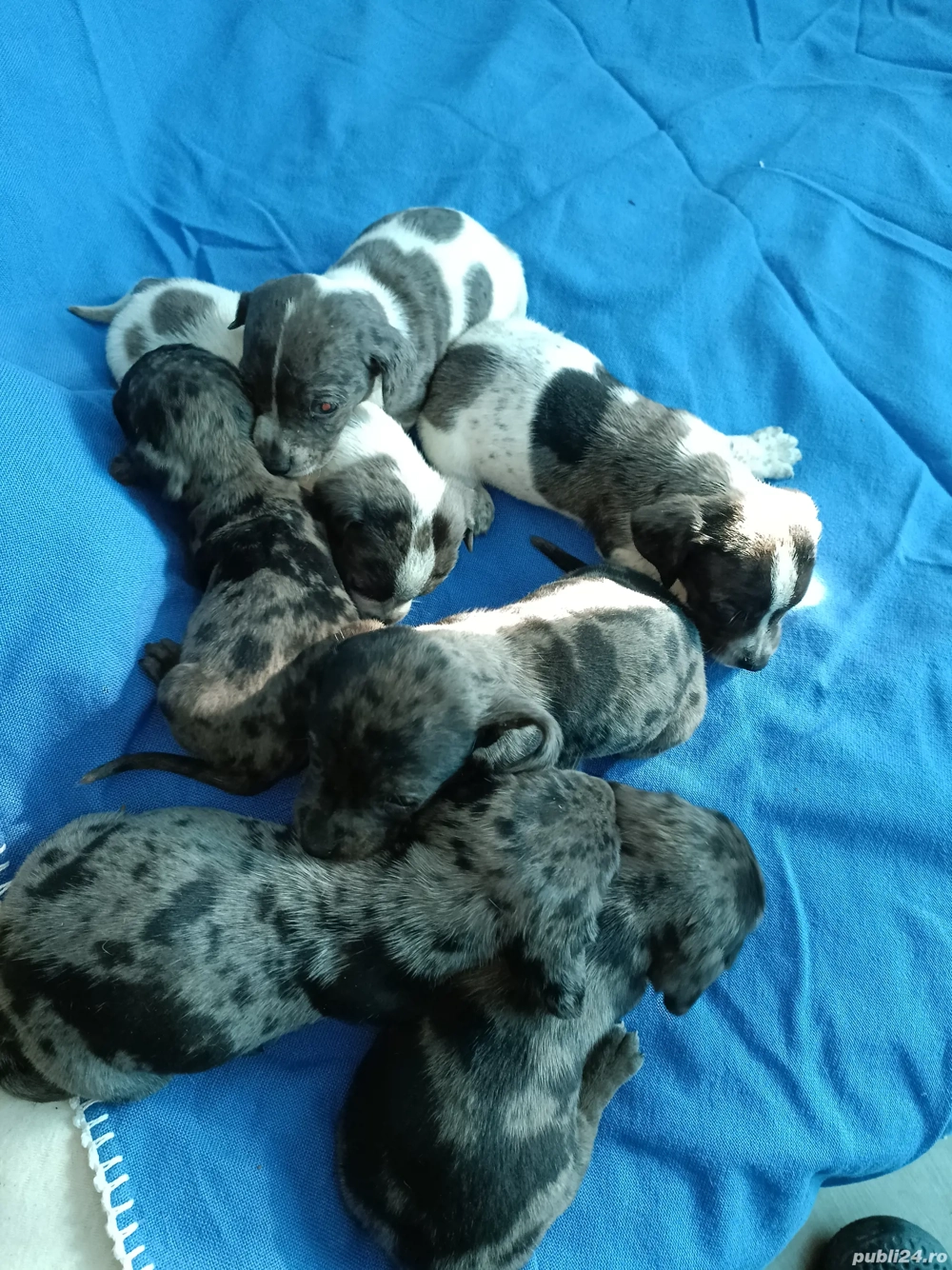 teckel mini arlechin merle tekel pititic 