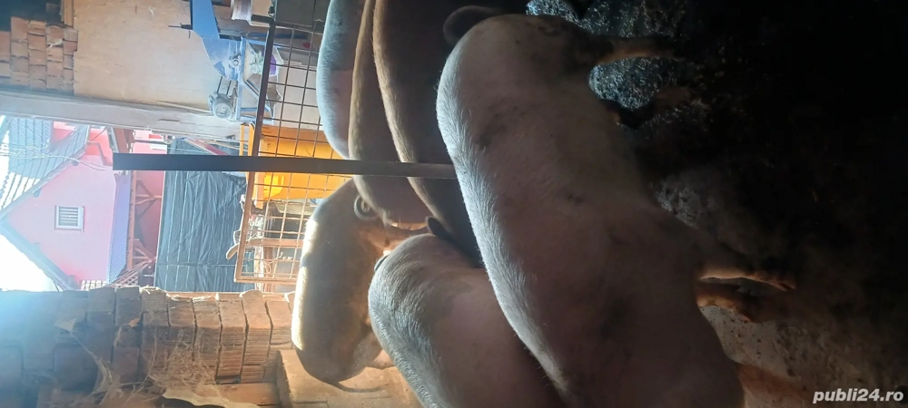 porci crescuți cu cereale 