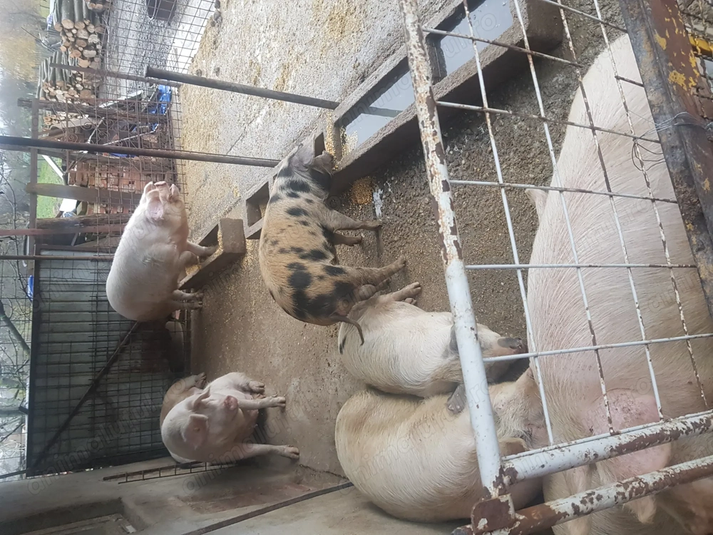 De v porci crescuţi în gospodărie