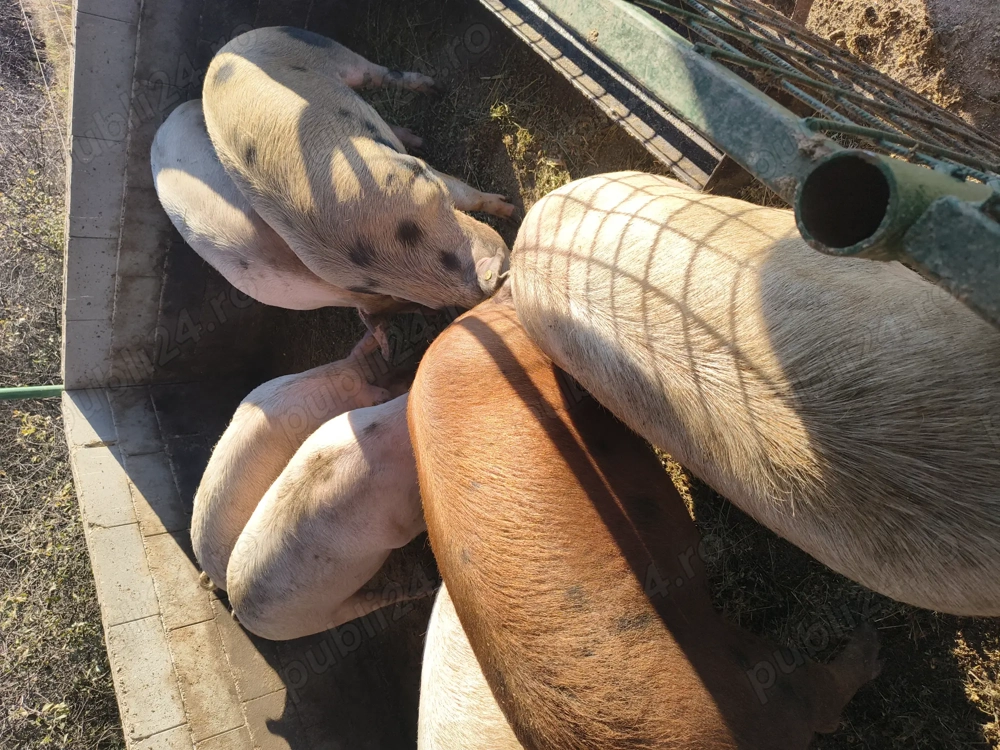 Porci pentru sacrificare 