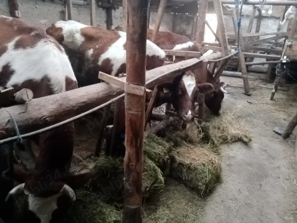 Vând vaci Red Holstein