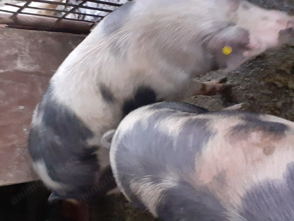 Porc rasa de carne (aprox.150kg) crescuti in gospodarie cu porumb si cartofi,in Remetea Chioarului