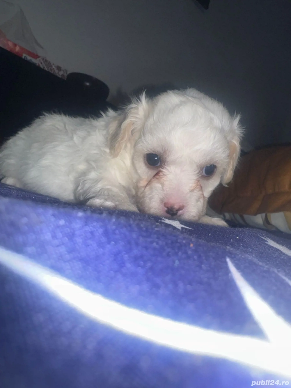 Bison maltez talie mica