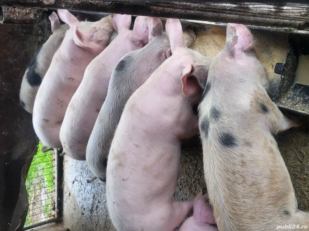 vand purcei ,soldani